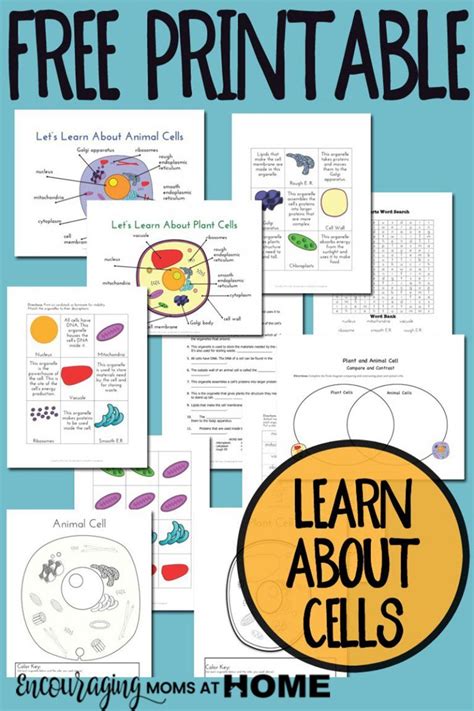 Plant And Animal Cell Printables Grades 4 6 Plant Cells Science