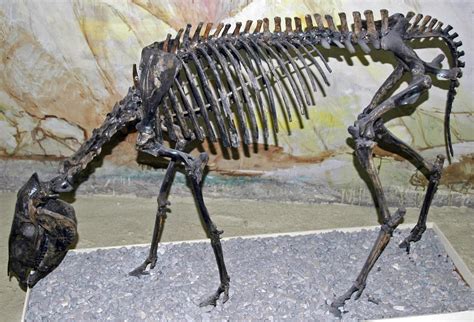 Daily Paleontology Post 66 The Origin Of Horses Monkae Rforsen