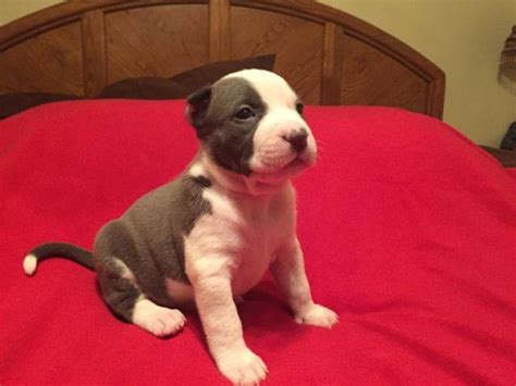 The lowest price you can get is at $1500. Razor Edge Blue Bully Puppies for Sale in Big Spring, Texas Classified | AmericanListed.com