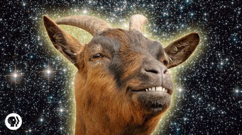 Screaming Goats Be Like Funny Youtube