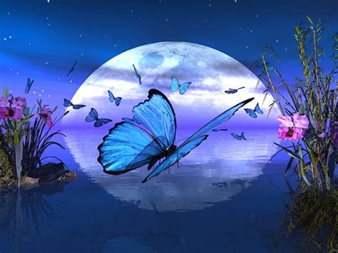 1920x1080px 1080p Free Download Butterfly Moon Blue Reflection