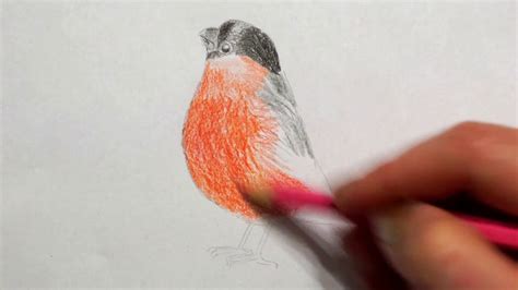 Der gimpel (pyrrhula pyrrhula), auch dompfaff oder seltener blutfink genannt, ist eine vogelart aus der familie der finken (fringillidae). Gimpel zeichnen lernen - Vogel malen - how to draw ...