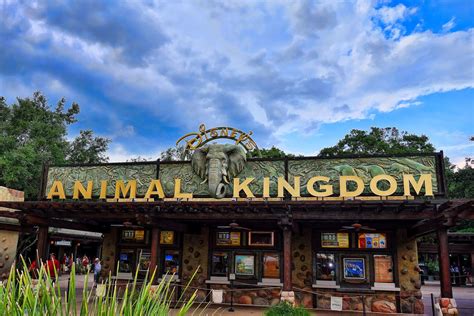 Animal Kingdom Dicas Para Aproveitar Ao Máximo O Parque