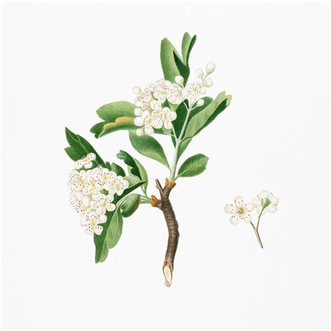 Vintage collection of hand drawn medical herbs and plants. Download premium illustration of Hawthorn flower ...
