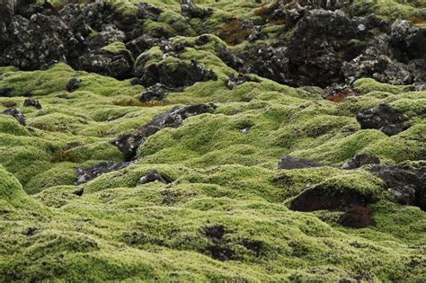 Icelandmossgreenfree Pictures Free Photos Free Image From