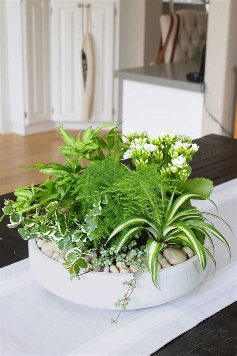 Can You Plant Different Houseplants Together