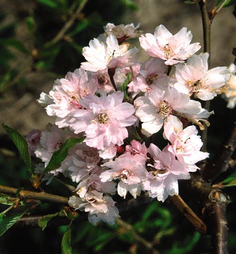 Double Weeping Japanese Cherry Tree Form | Natorp's Online Plant Store