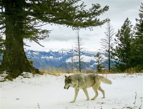 Oregon Home To At Least 110 Wolves Kval