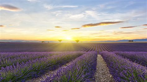 Sunset On Lavender Field With Two Trees And Yellow Sun By Aurélien