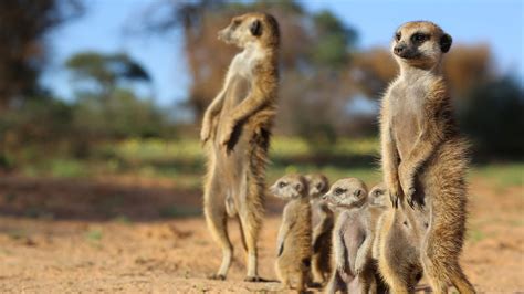 Animals With Cameras Hang With Meerkats In The Kalahari