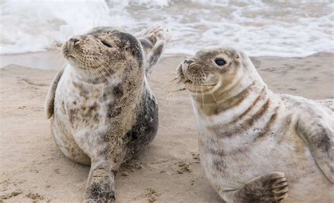 Why Are Seals So Friendly 9 Revealing Reasons