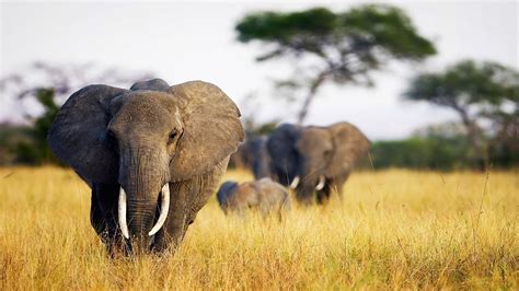 Wildlife Elephant 4K Pic Download | HD Wallpapers