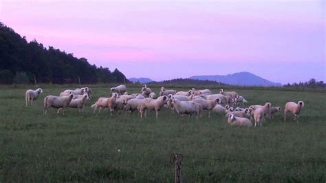 Gerade beim aufstehen morgens hast du immer wieder rückenschmerzen? Good morning sheep in Bavaria | Brillenschafe beim ...