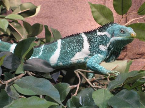 Fiji Crested Iguana Zoochat