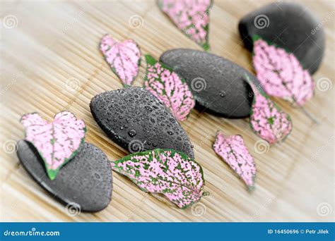 Stones And Petals Stock Photo Image Of Stones Rose 16450696