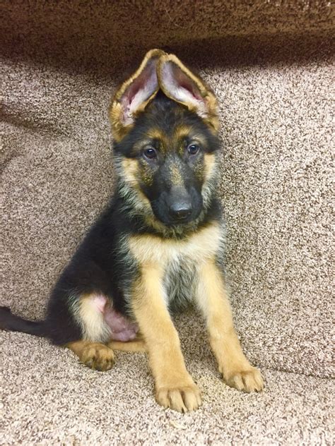 German Shepherd Puppies For Sale San Antonio Tx 192327