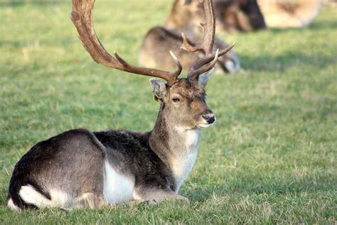 Fallow Deer Ireland Flickr Photo Sharing