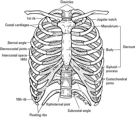 12 photos of the anatomy of ribs and its related area. Bones and Joints in the Thoracic Region - dummies