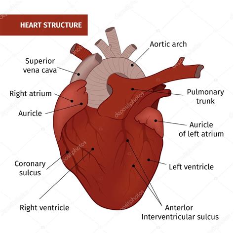 La Estructura Del Corazón Humano Aislado En Un Fondo Blanco — Archivo
