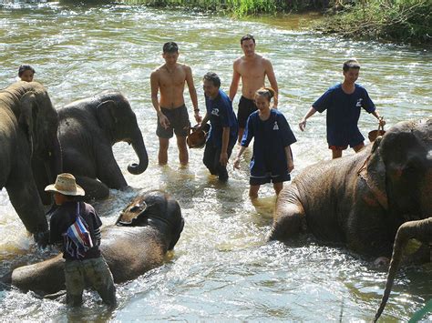 Eco Friendly Elephant Sanctuary And Trekking With The Elephants On A