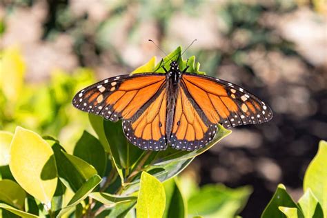 A Showy Male Monarch Butterfly Or Simply Monarch Danaus Plexippus