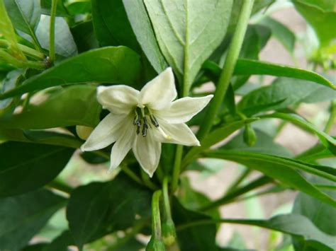 This pepper measures 35,000 scoville heat units which would place it close. Japones Chilies