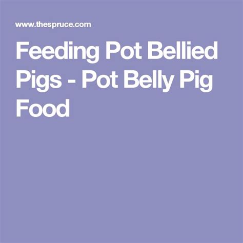 What Do Pot Bellied Pigs Eat Pot Belly Pigs Pot Belly Pig Food Pig