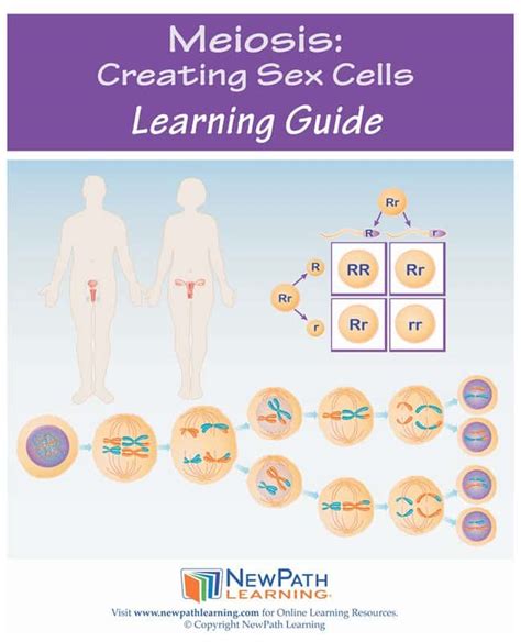 Middle School Ngss Meiosis Creating Sex Cells Student Learning Guide