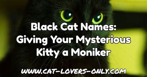 Disney black cat names for male or female aristocats names from disney movies for your kitten whether you want a real disney name or want the name of an actual disney cat, this article will. Black Cat Names | Help With Giving Your Mysterious Kitty A ...