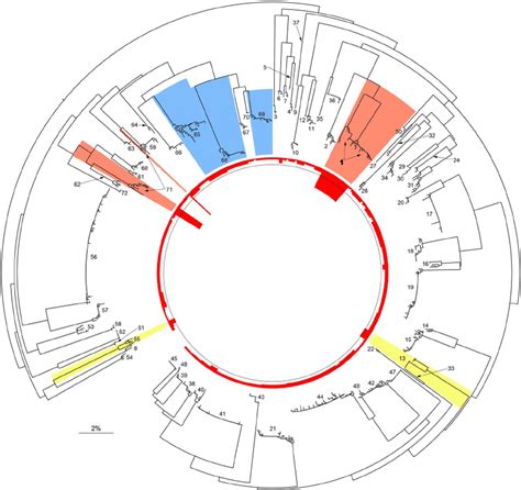 Dna Barcode Variation In Australian Sphingidae Neighbour Joining Tree