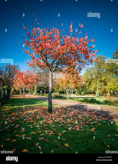 Autumnal Trees In Peckham Rye Park South London Stock Photo Alamy