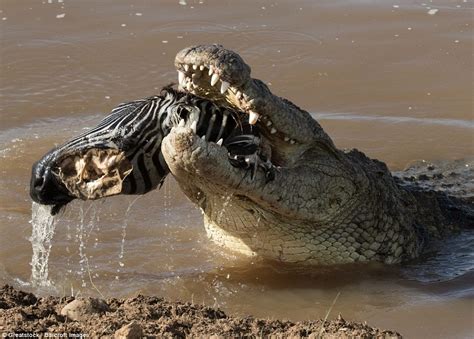 Zebra Swallowed Whole By A Crocodile In Kenya Daily Mail Online