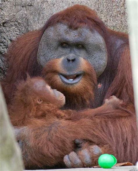 17 Best Images About Orangutans On Pinterest Odd Couples Cubs And Monkey