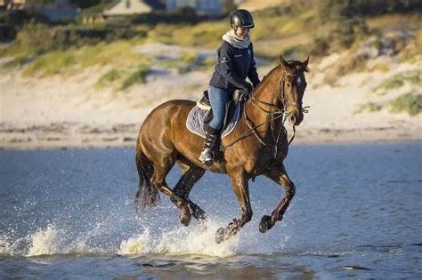 Easy Ways To Exercise A Horse Step By Step Guide With Pictures