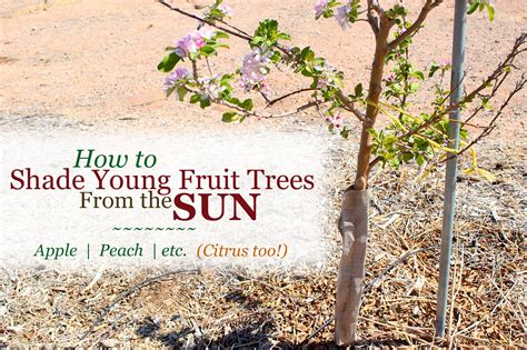 Maybe you would like to learn more about one of these? How to Shade & Protect Young Fruit Trees from the Sun ...