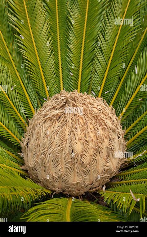 Seed Cone Of Cycas Revoluta Cycad Stock Photo Alamy