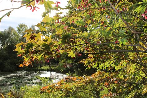 In contrast to most japanese maples that have red foliage, osakazuki has green foilage for most of the year. Essunga Plantskola - Acer palmatum 'Osakazuki'