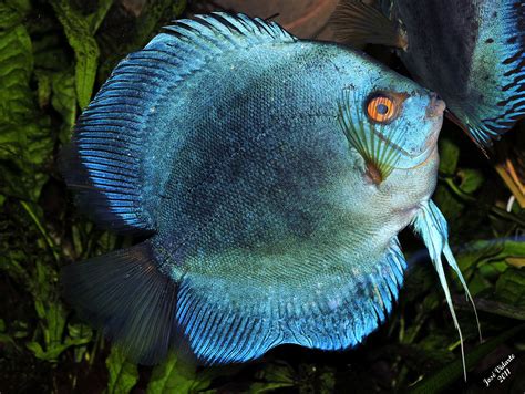 Discus Blue Diamond Fish Pet Blue Diamond Pets