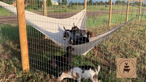 Baby Goats Playing On A Shade Sail They Turned Into A Trampoline Youtube