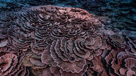 rare pristine coral reef found off tahiti coast 5