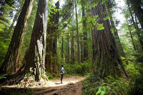 Visiting Californias Redwood National Park