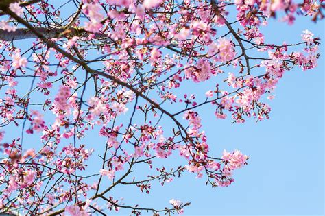 Hd Wallpaper Cherry Blossom Tree Under Clear Blue Sky Pink Flowered