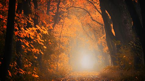 3840x2160 Autumn Tree Forest 5k 4k Hd 4k Wallpapers Images