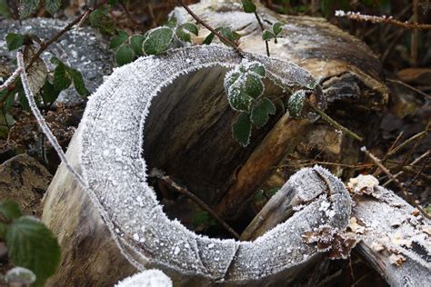 Spell your name with my original photos now. Letters in Nature - C | Rosie | Flickr