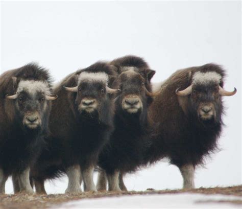 Series: Almost Famous Animals