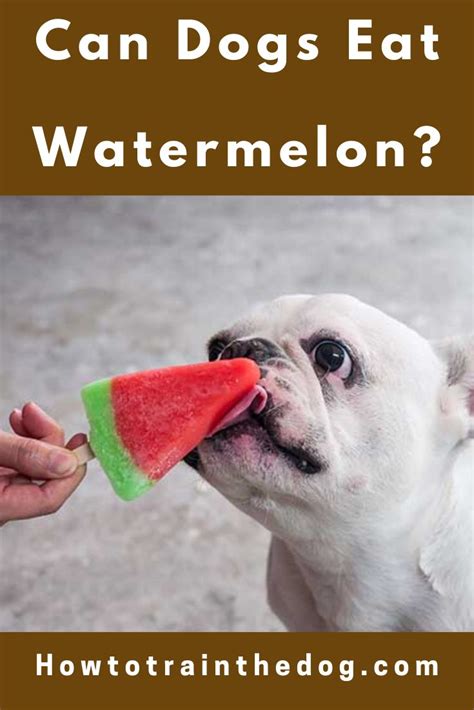 Can Dogs Eat Watermelon A Complete Guide To Watermelon For Dogs Can