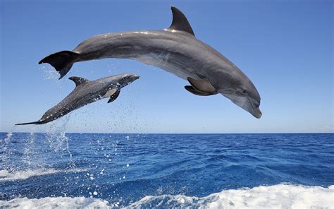 Common Bottlenose Dolphins Wallpapers Wallpapers Hd