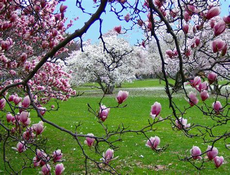 Spring Scene Blossoms In Warinanco Park Elizabeth Nj Flickr