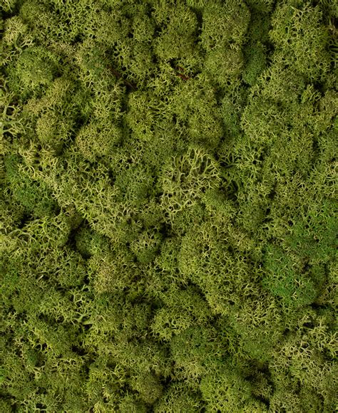 Buy a diy moss wall kit here. Moss Wall Panel - Preserved Moss for Indoor Decorative Use