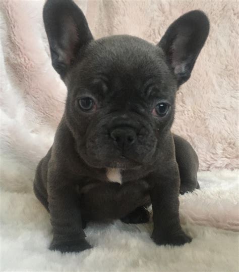 French Bulldog Puppies With Floppy Ears Ruffined Spotlight Lucy The
